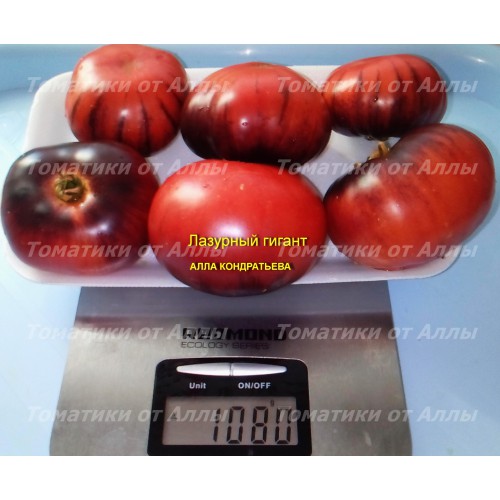 tomat-lazurnyj-gigant