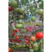 Томатное дерево      (Tomaten Baum) 