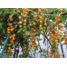 Дикие желтые томаты  (Wildtomate gelb)