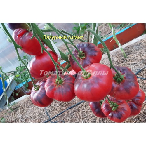 tomat-lazurnyj-gigant