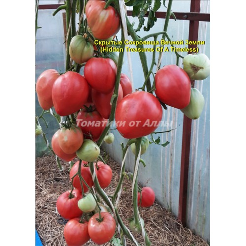 tomat-skrytye-sokrovischa-vechnoj-zemli