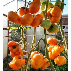 Амана Оранж (Amana Orange)