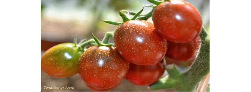 Tomat 6